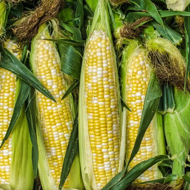 thumbnail for publication: Sweet Corn Production in Miami-Dade County, Florida